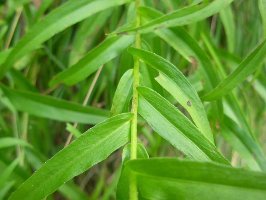 Buphthalmum salicifolium subsp. flexile / Asteroide salicina flessuosa
